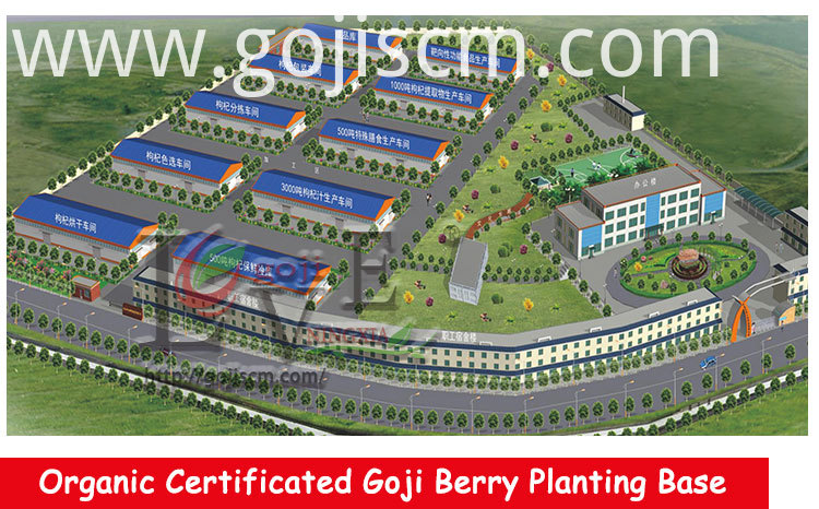 Dried Herbal Goji Berry supplier Dried Herbal Goji Berry supplier